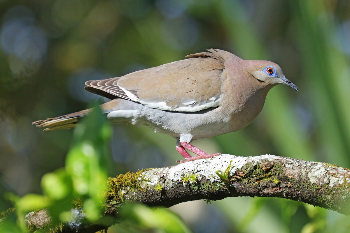 White-winged Dove - Nathan Wall