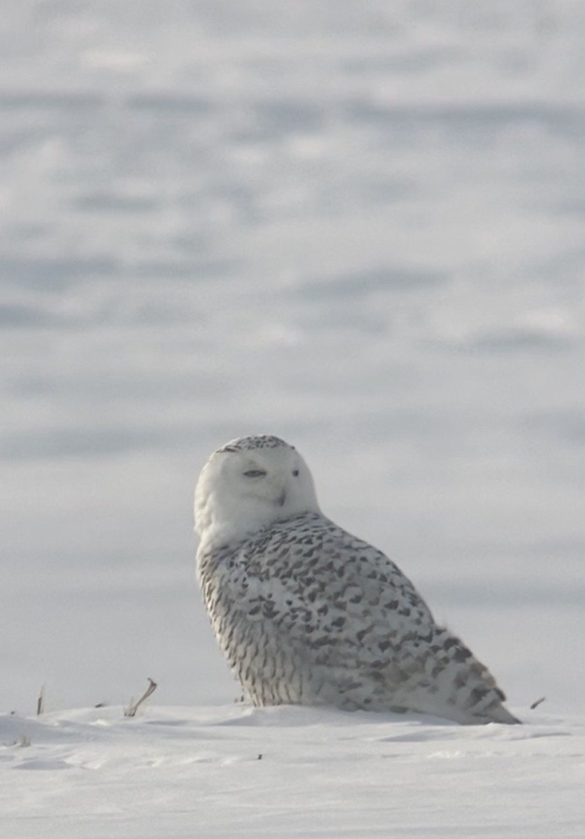Snowy Owl - ML531593351