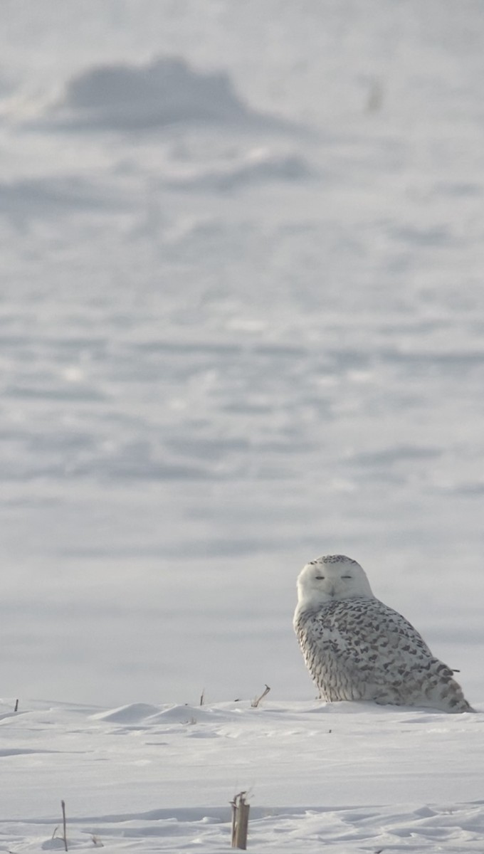Snowy Owl - ML531593361