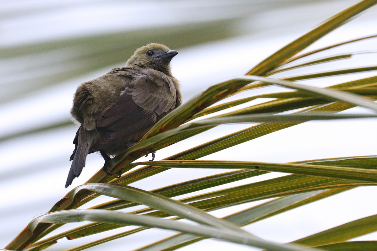 Palm Tanager - ML531594571