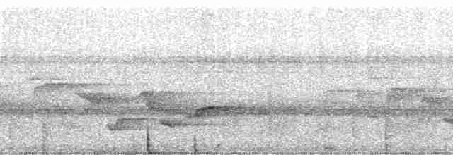 Palau Bush Warbler - ML5316