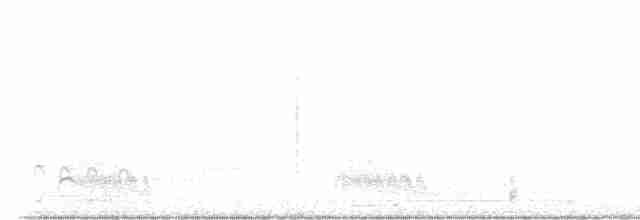 Качка-пароплав магеланська - ML531601061