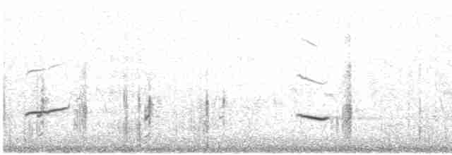 White-tailed Kite - ML531601721