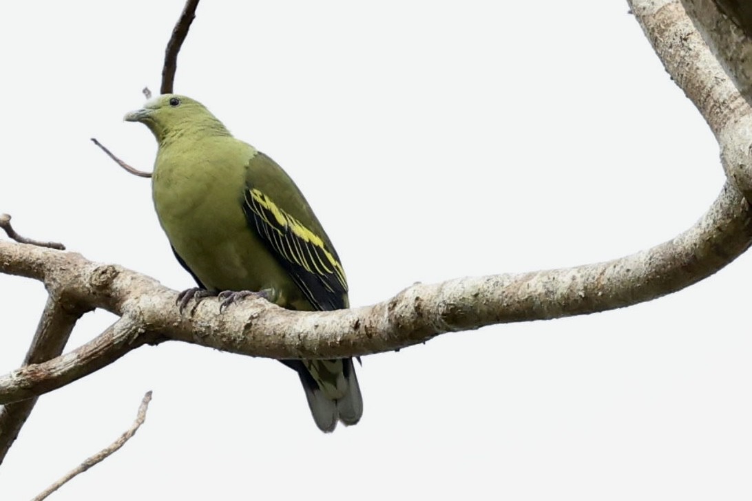 Андаманский зеленый голубь - ML531602451