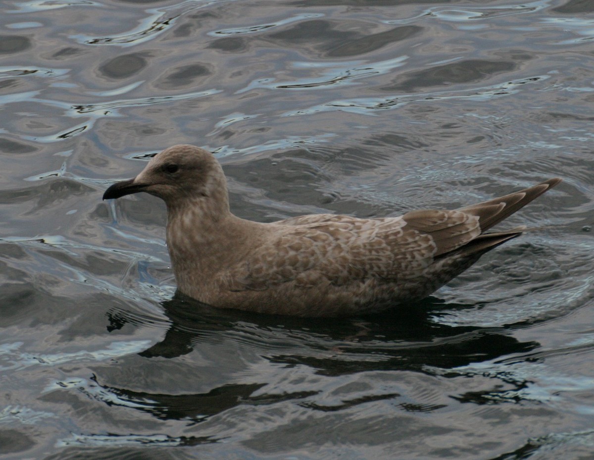 Iceland Gull (Thayer's) - ML53160701