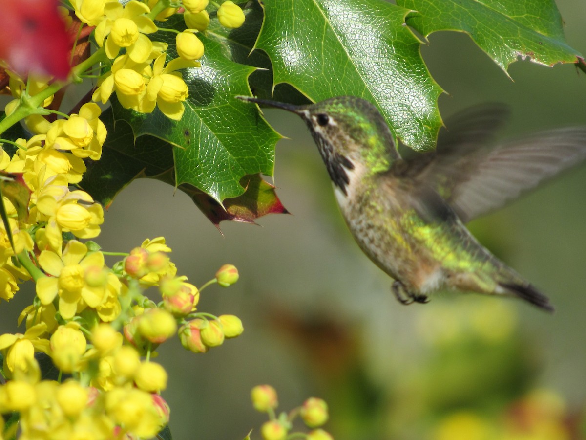 Calliope Hummingbird - Howard Sands