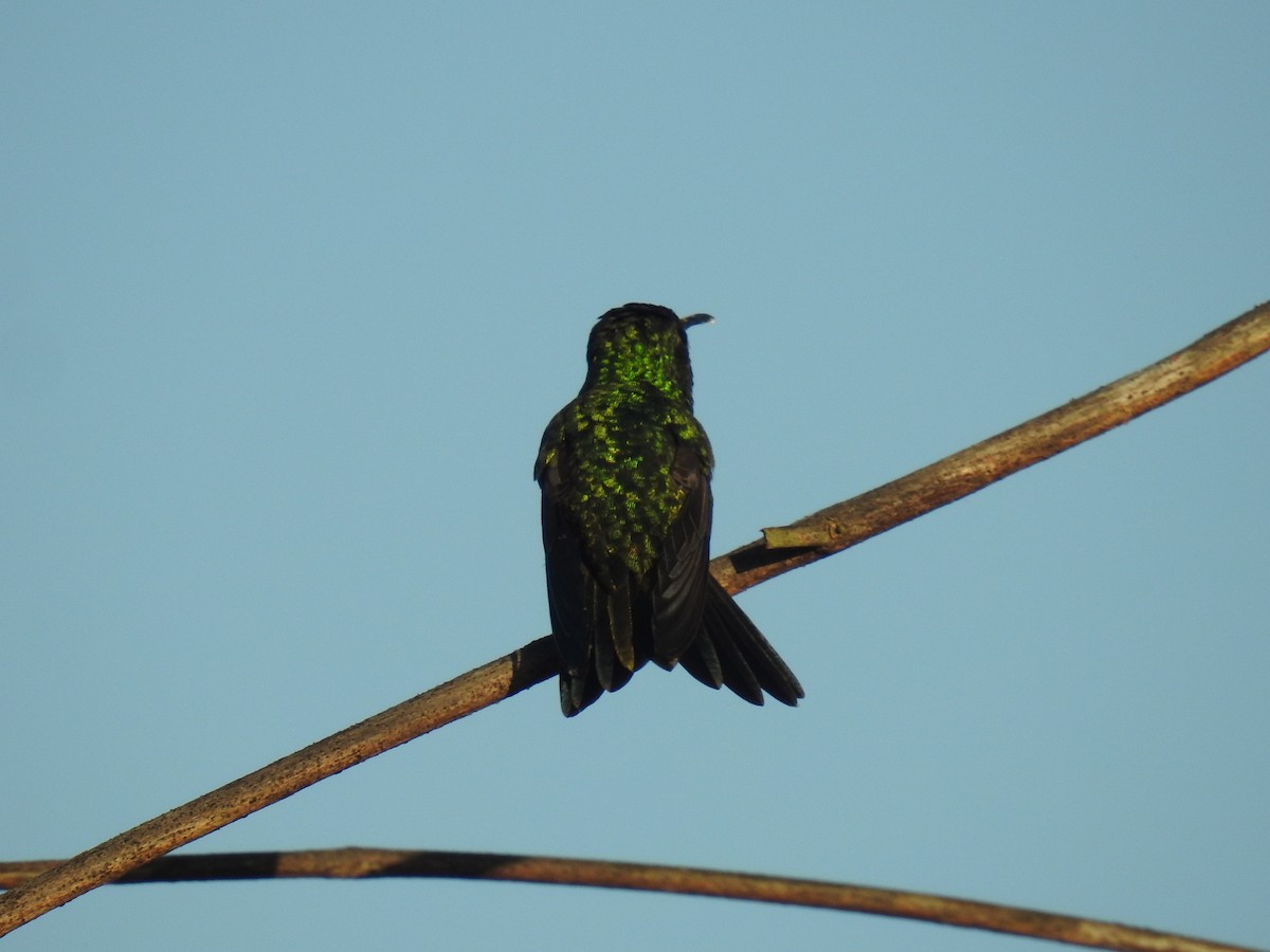 Shining-green Hummingbird - ML531611741