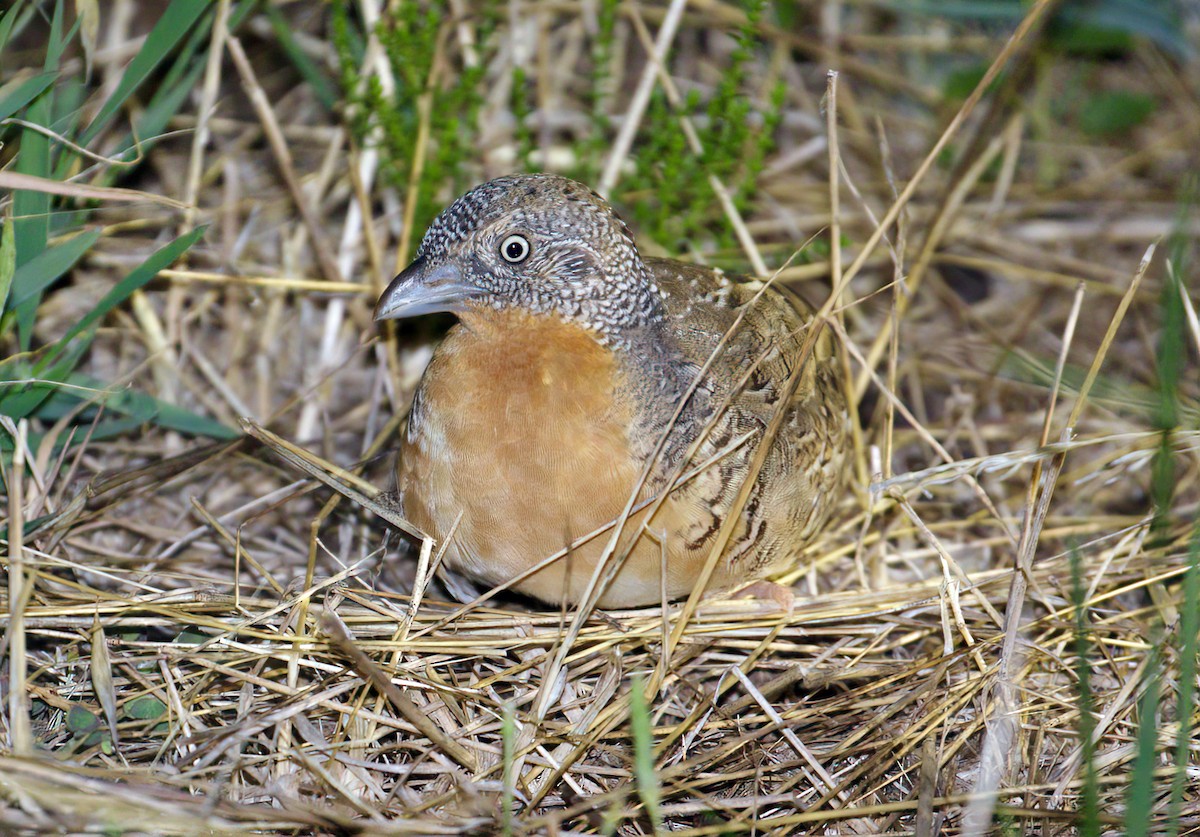 Red-chested Buttonquail - ML531613521