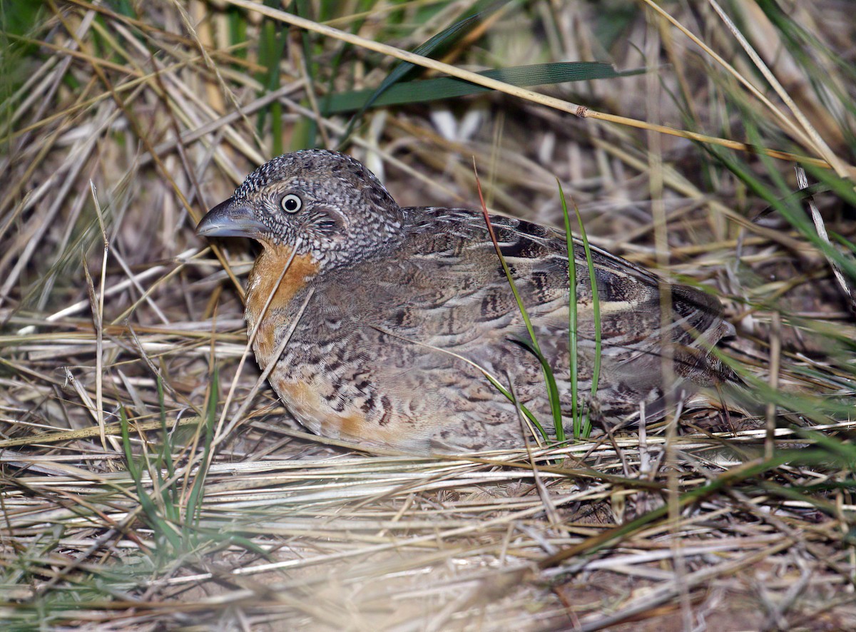 Red-chested Buttonquail - ML531613621