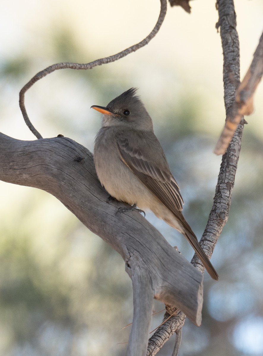 Greater Pewee - ML531613951