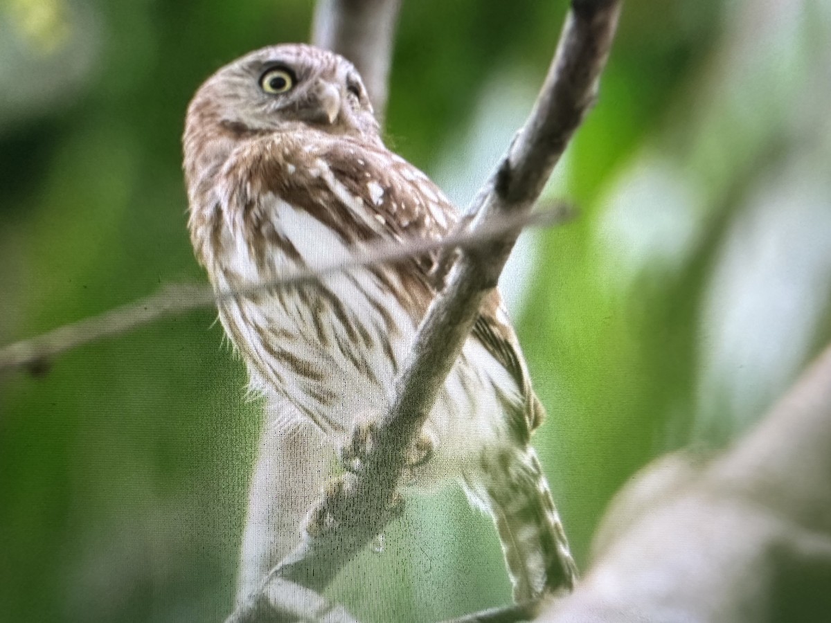 Peruvian Pygmy-Owl - ML531616461