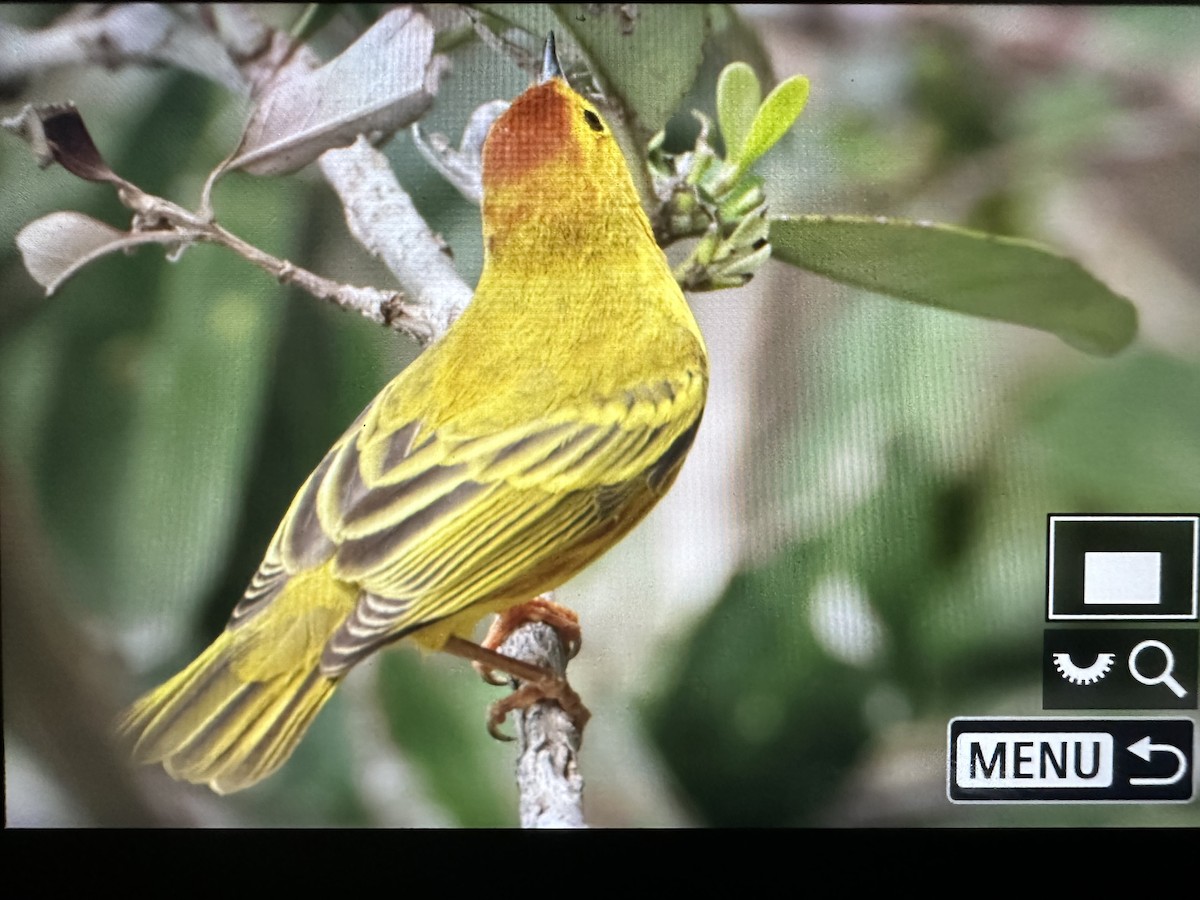 Yellow Warbler (Mangrove) - ML531616561