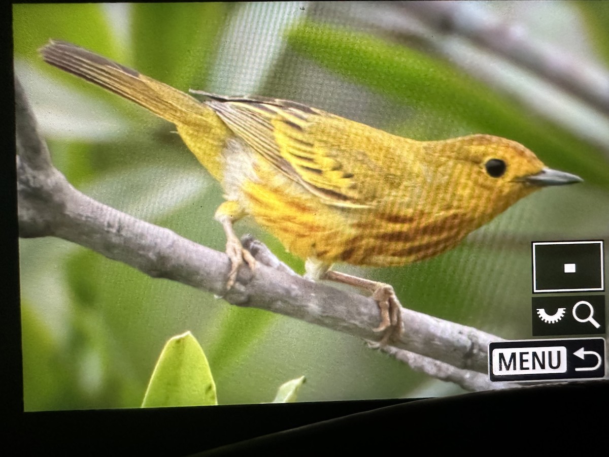 Yellow Warbler (Mangrove) - ML531616571