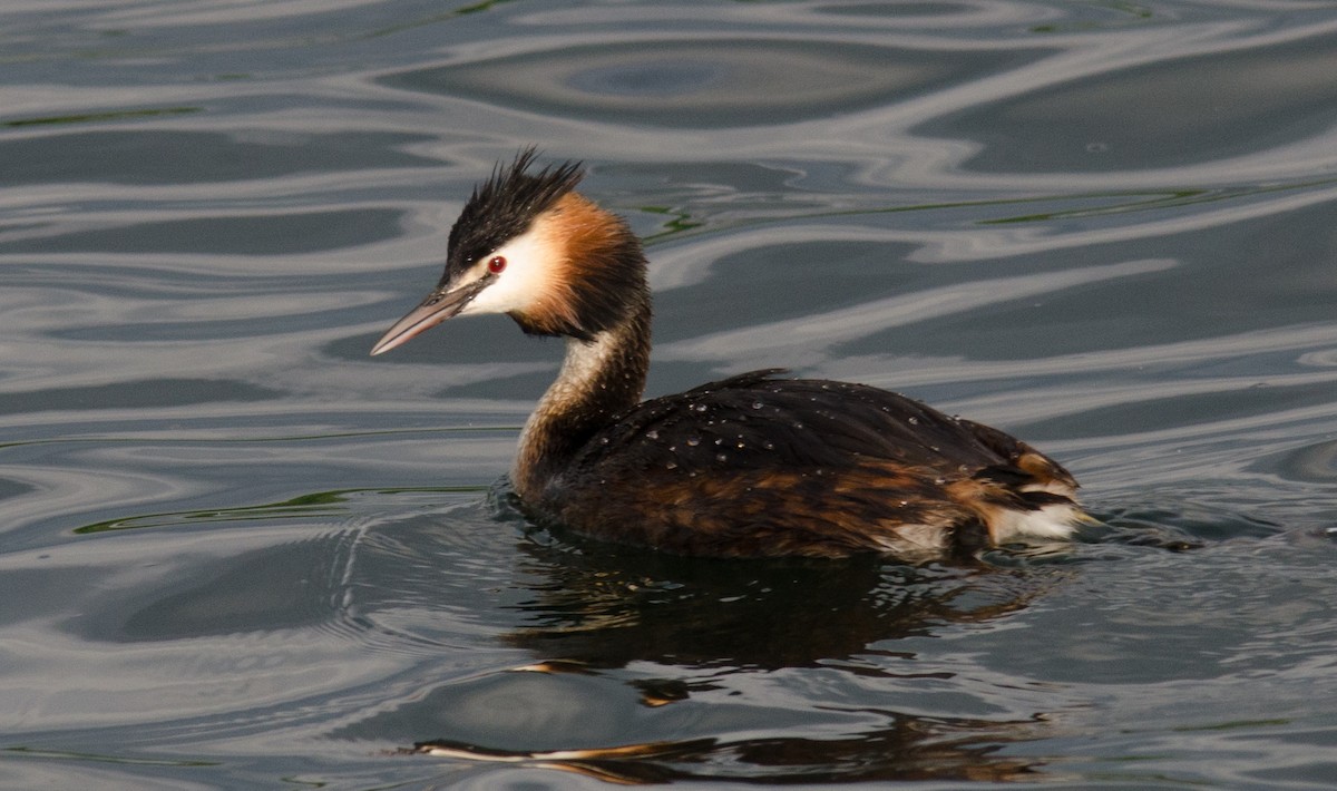 Great Crested Grebe - ML53162201