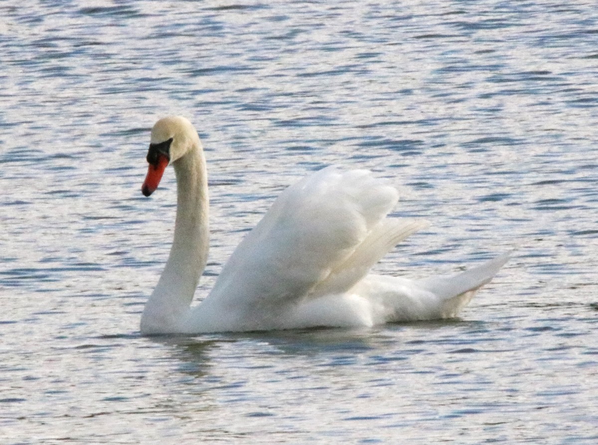 eBird Checklist 3 Feb 2023 Lake Morton 17 species
