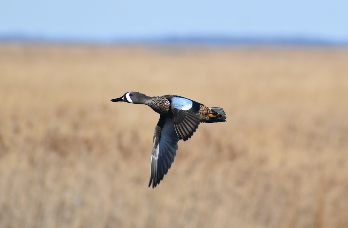 Blue-winged Teal - ML531627701