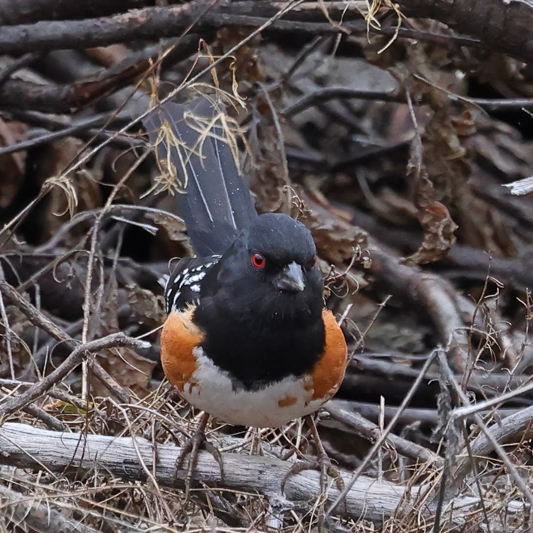 Spotted Towhee - ML531632861