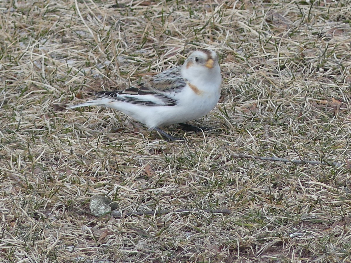 Snow Bunting - Paul Strong
