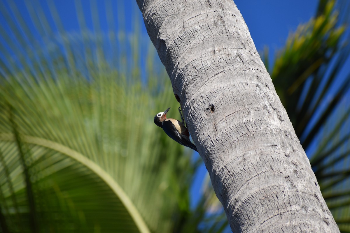 Puerto Rican Woodpecker - ML531640871