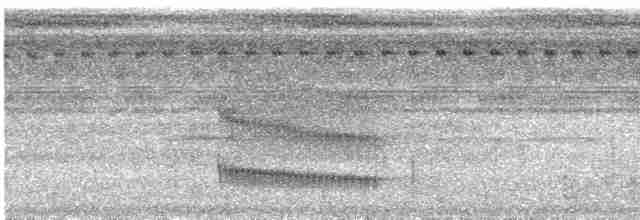 Çift Şeritli Taçlı Tiran - ML531641601