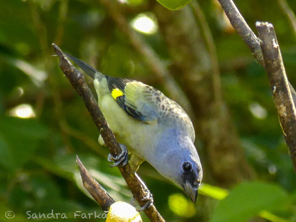 Yellow-winged Tanager - ML531642071