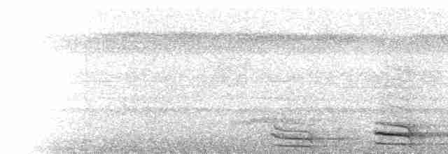  - Lined Forest-Falcon