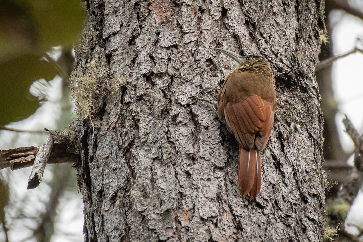 Strong-billed Woodcreeper (Central American) - ML531650001