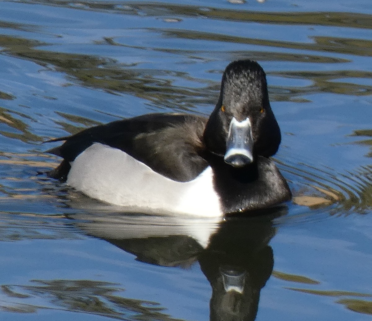 Ring-necked Duck - ML531650421