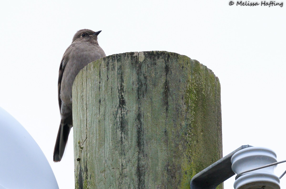 Townsend's Solitaire - ML531654631