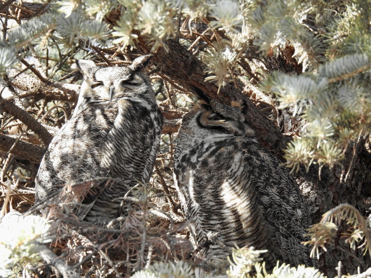 Great Horned Owl - ML531658881