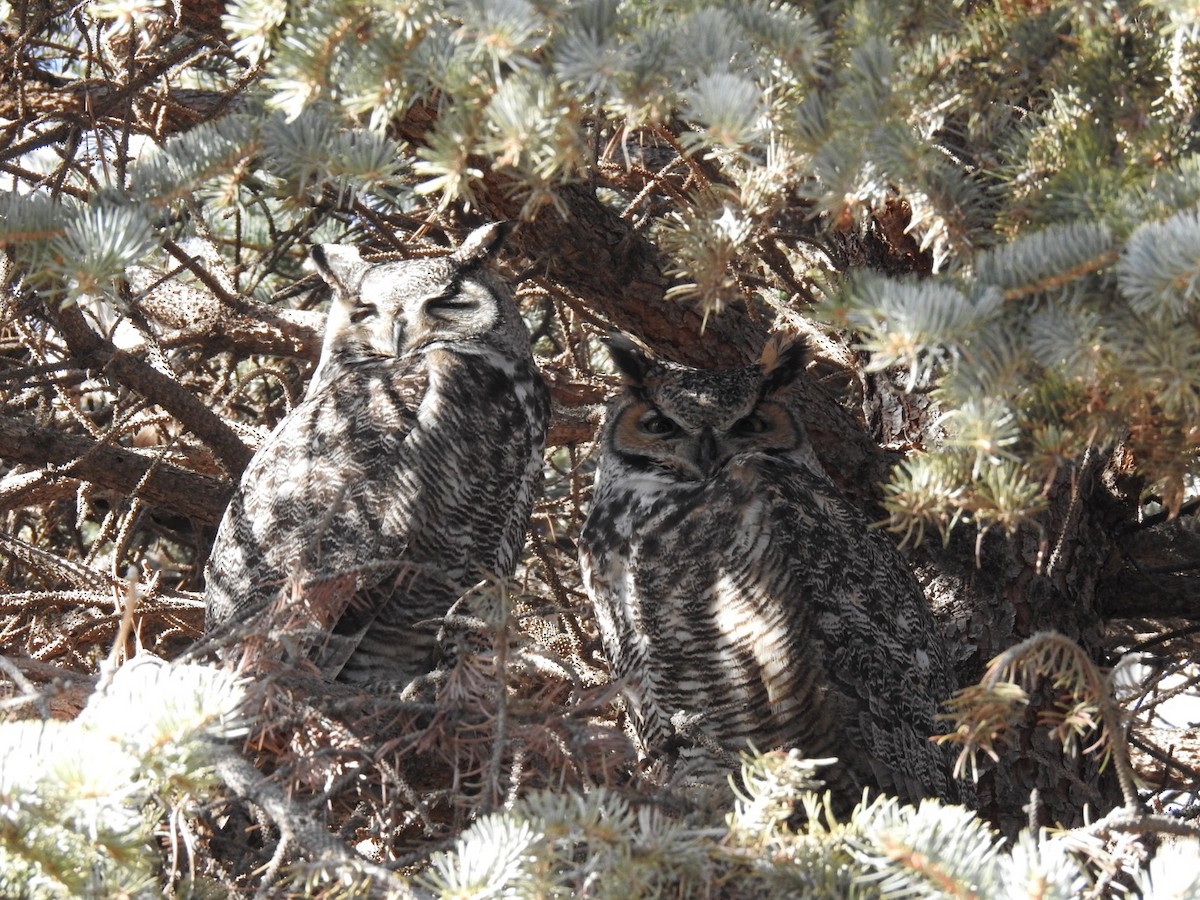 Great Horned Owl - ML531658891