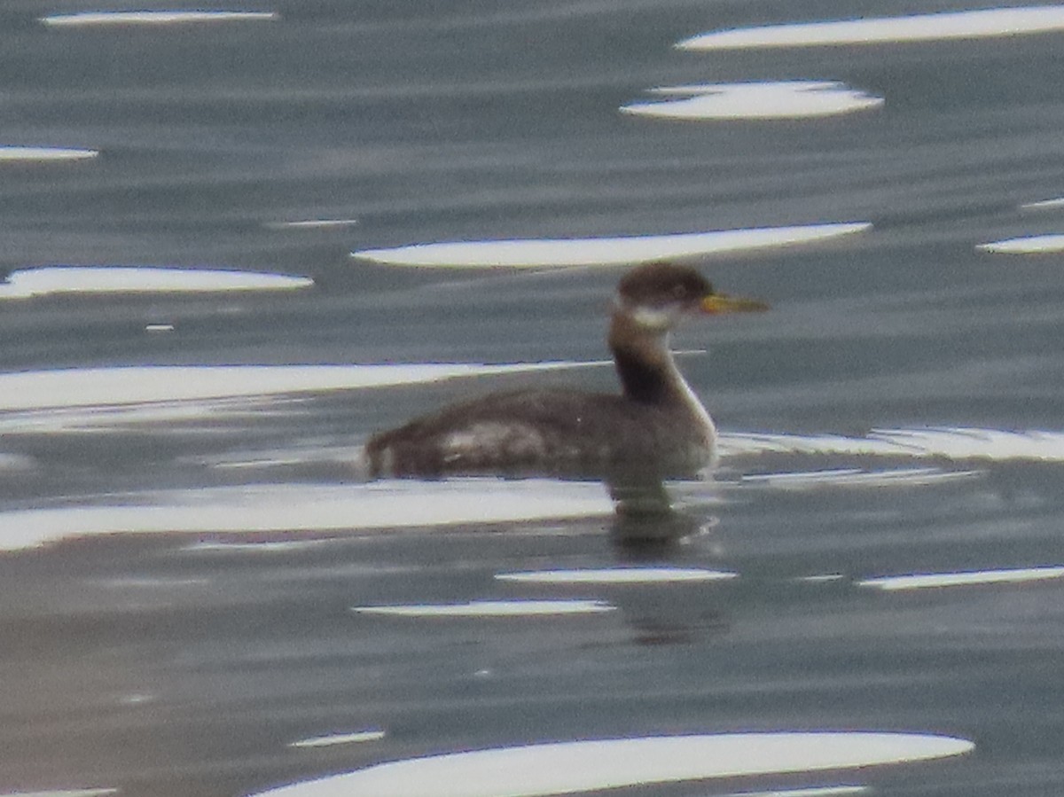 Red-necked Grebe - ML531661091