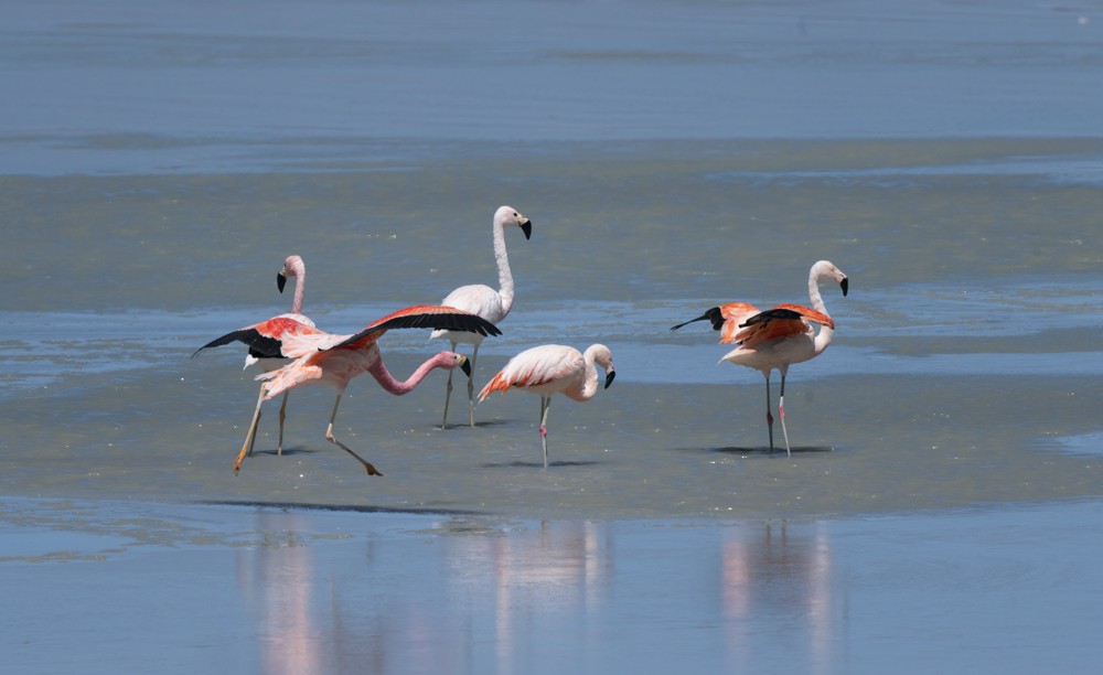 Andean Flamingo - ML531663811