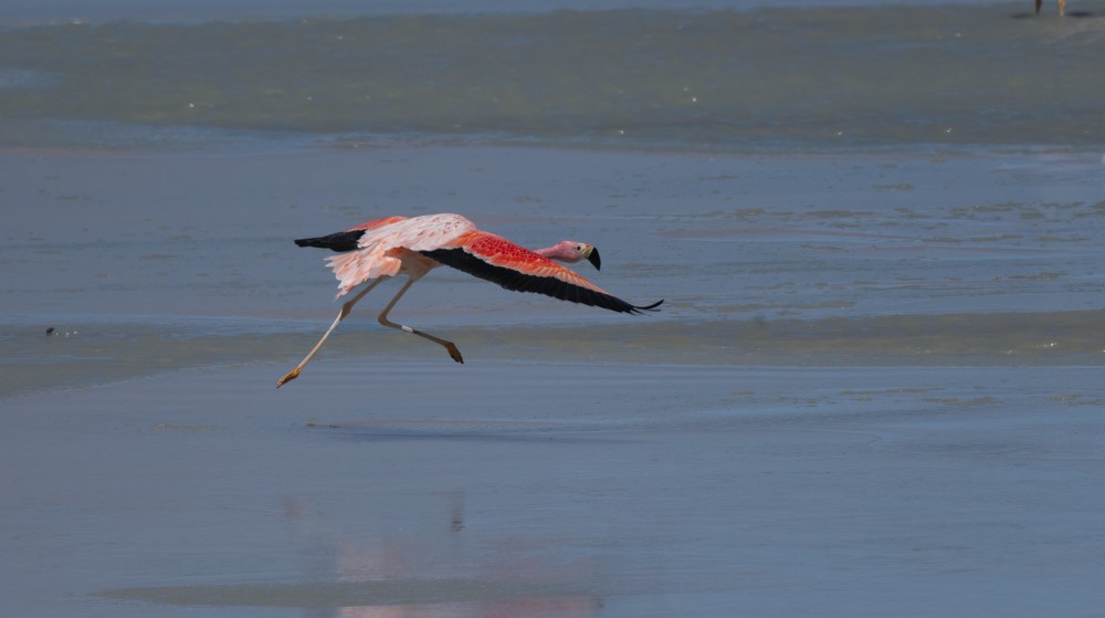 Andean Flamingo - ML531663821