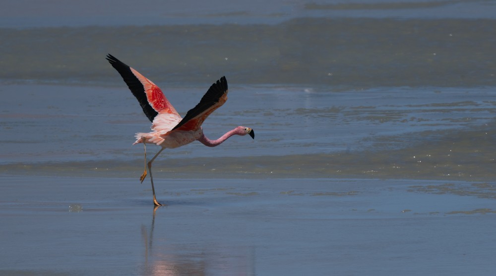 Andean Flamingo - ML531663831