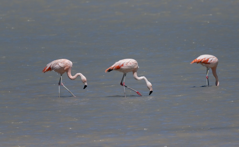 Chilean Flamingo - ML531664681