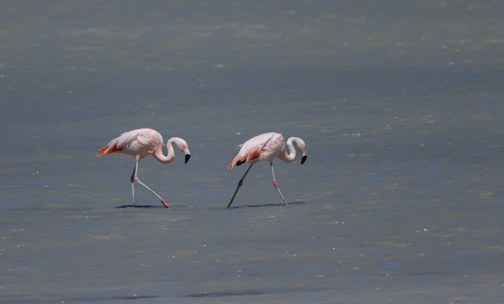 Chilean Flamingo - ML531664691