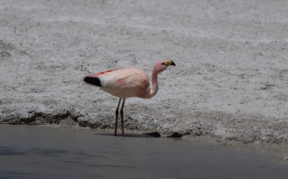 Chilean Flamingo - ML531664701