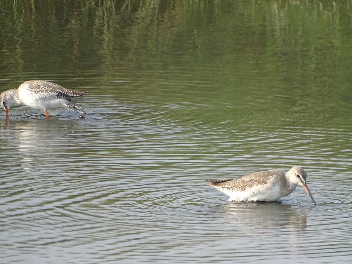Spotted Redshank - ML53166561