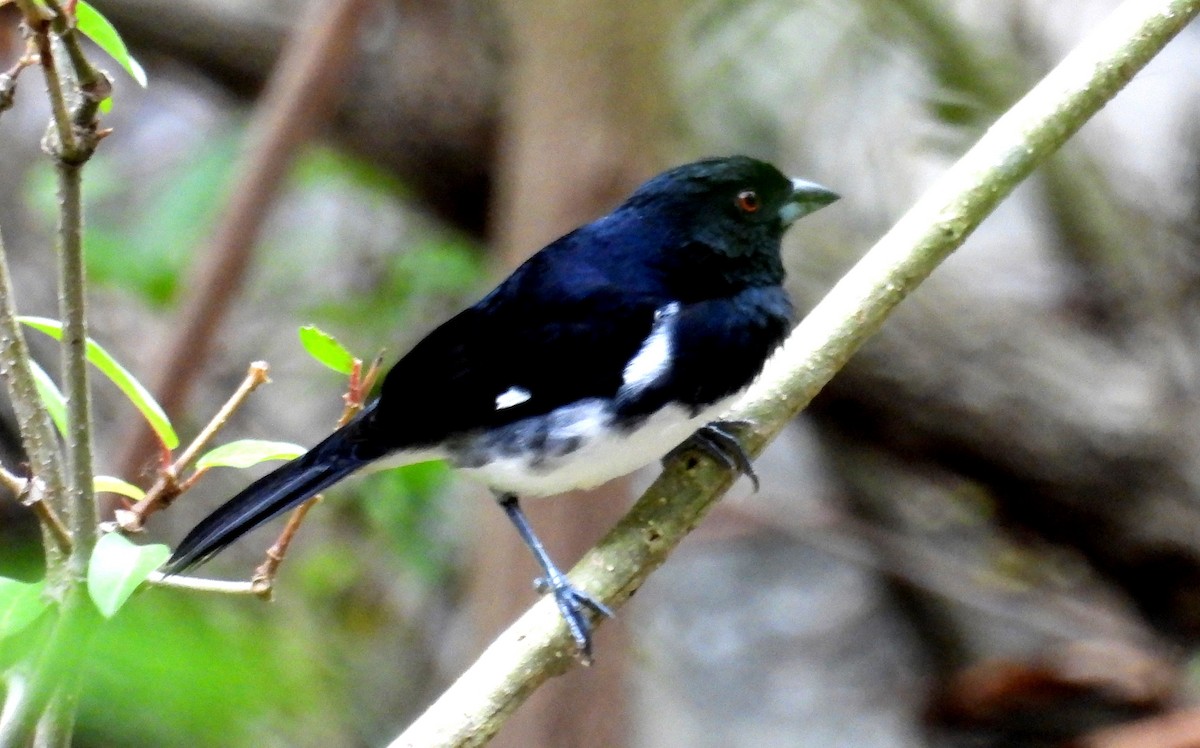 Black-and-white Tanager - ML531669551