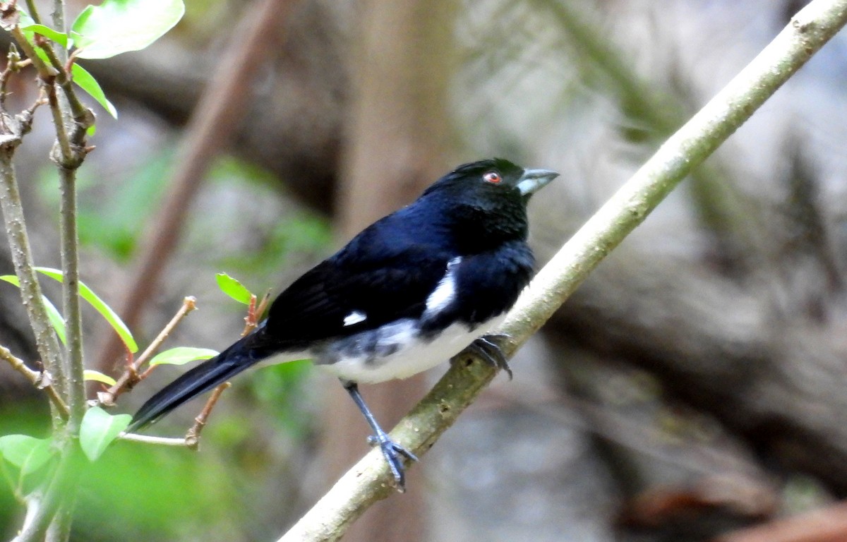 Black-and-white Tanager - ML531669561