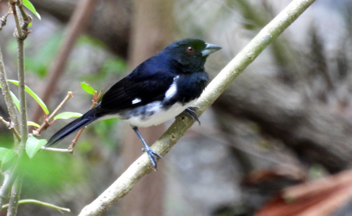 Black-and-white Tanager - ML531669571