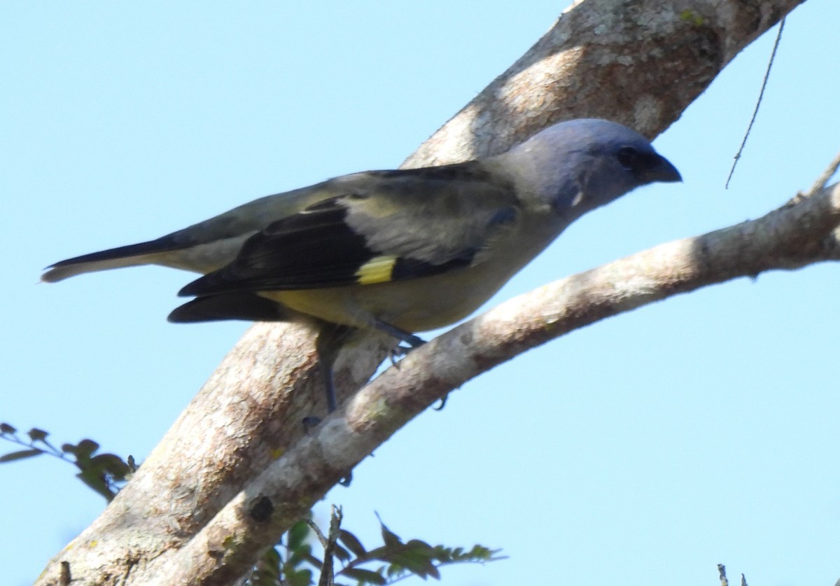 Yellow-winged Tanager - ML531669791
