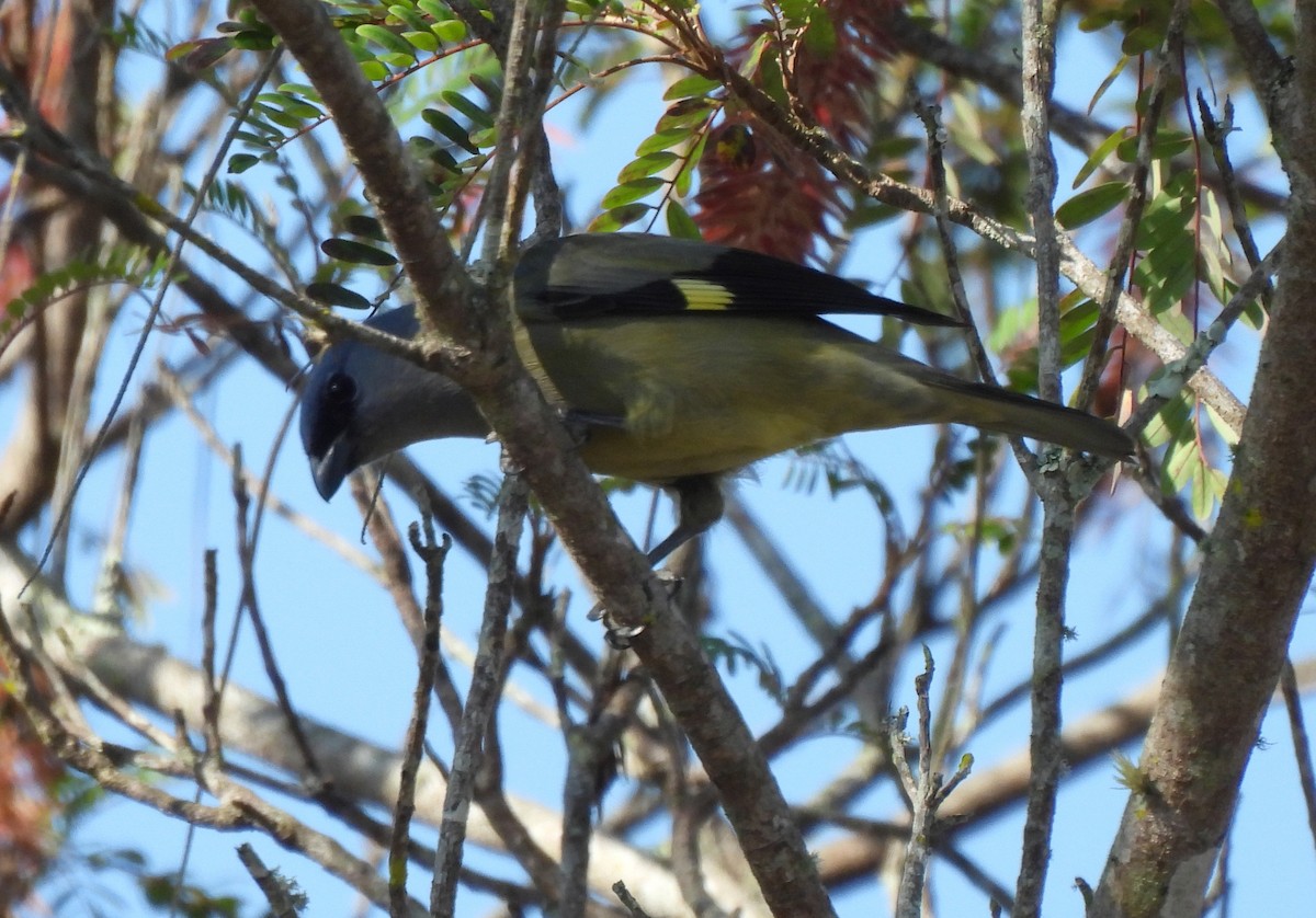Yellow-winged Tanager - ML531669801