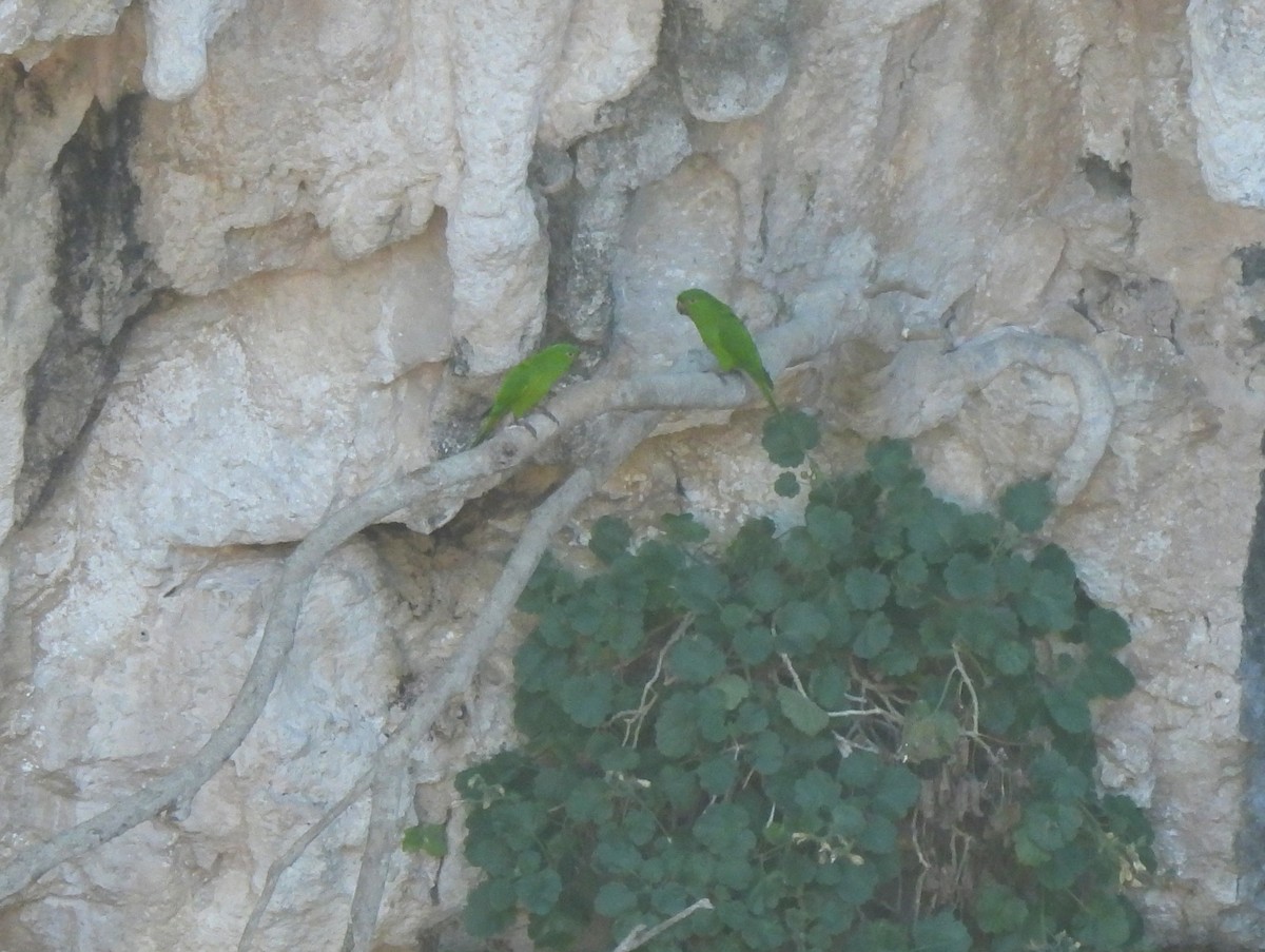 Meksika Yeşil Papağanı (holochlorus/brewsteri) - ML531669861