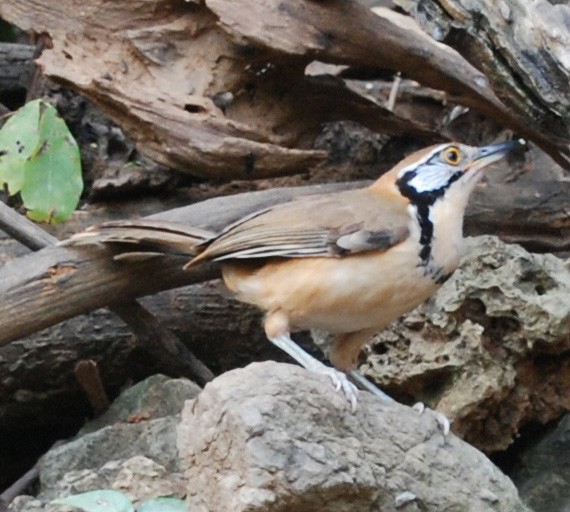 Greater Necklaced Laughingthrush - ML53167311