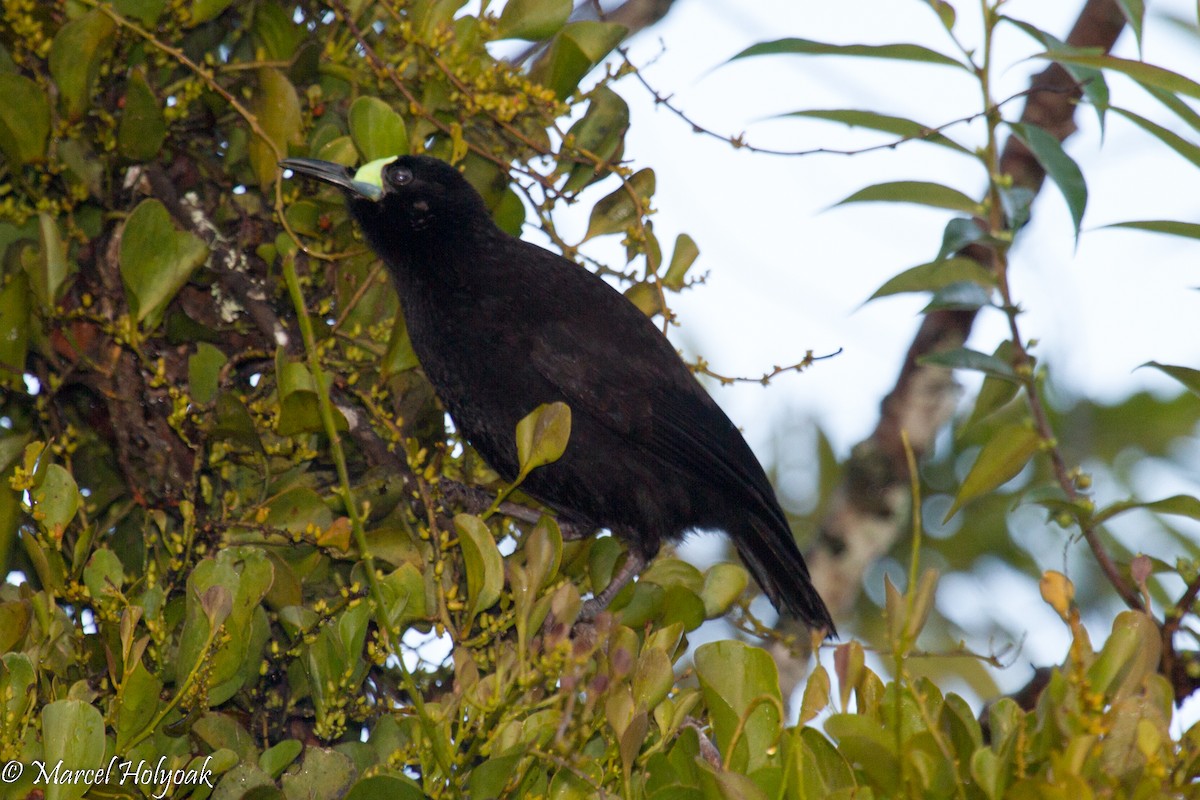 Short-tailed Paradigalla - Marcel Holyoak