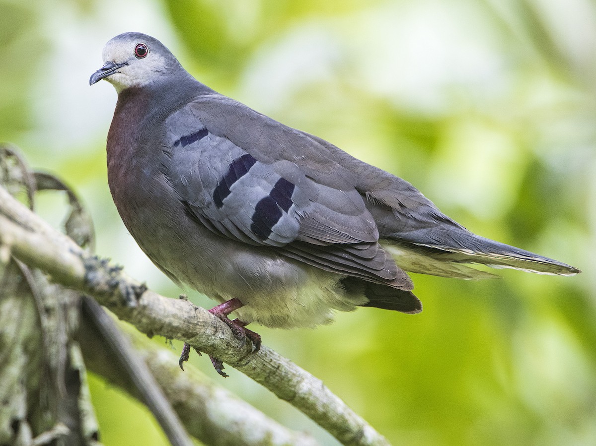 Maroon-chested Ground Dove - ML531678981