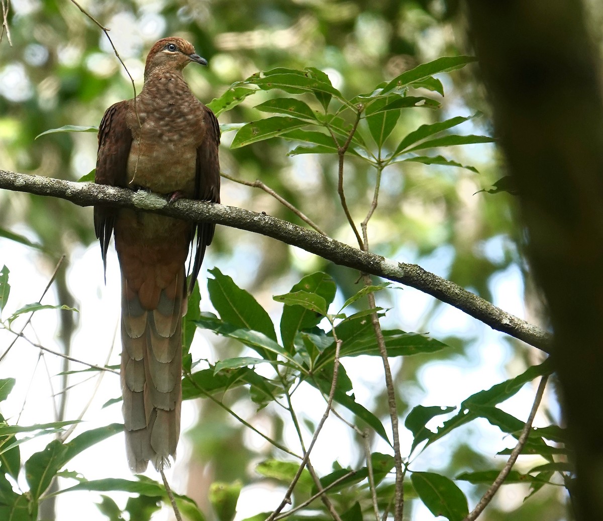 Brown Cuckoo-Dove - ML531680081