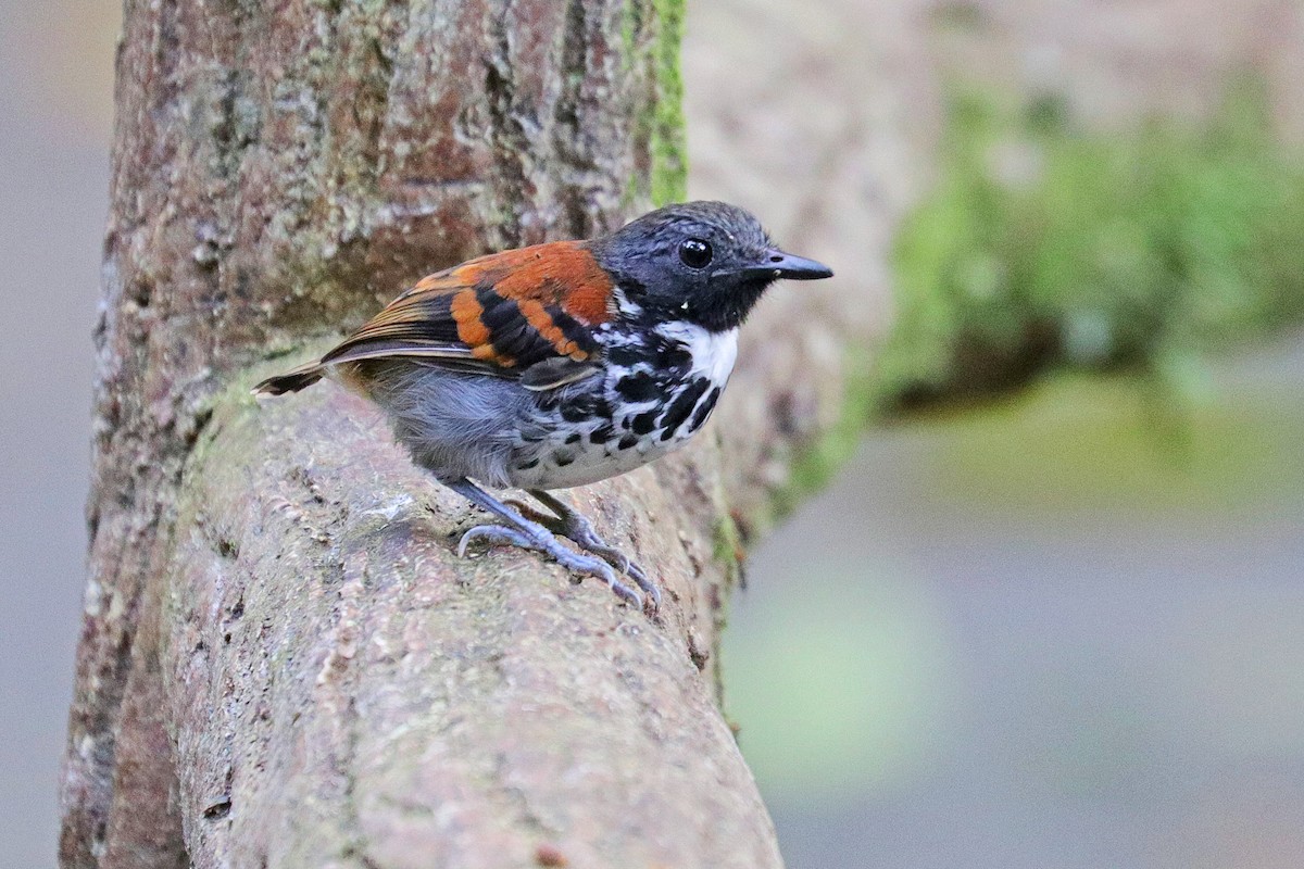 Spotted Antbird - ML531680191